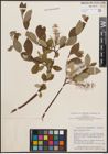 Foto von Salix cordifolia Pursh